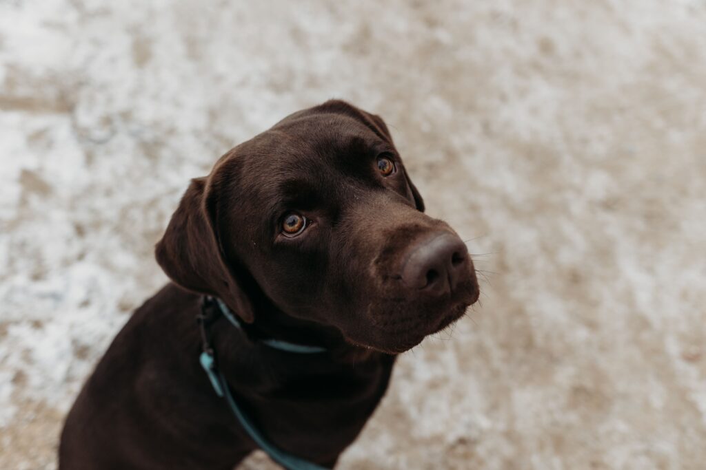 hund schaut in die kamera bei fotoshooting