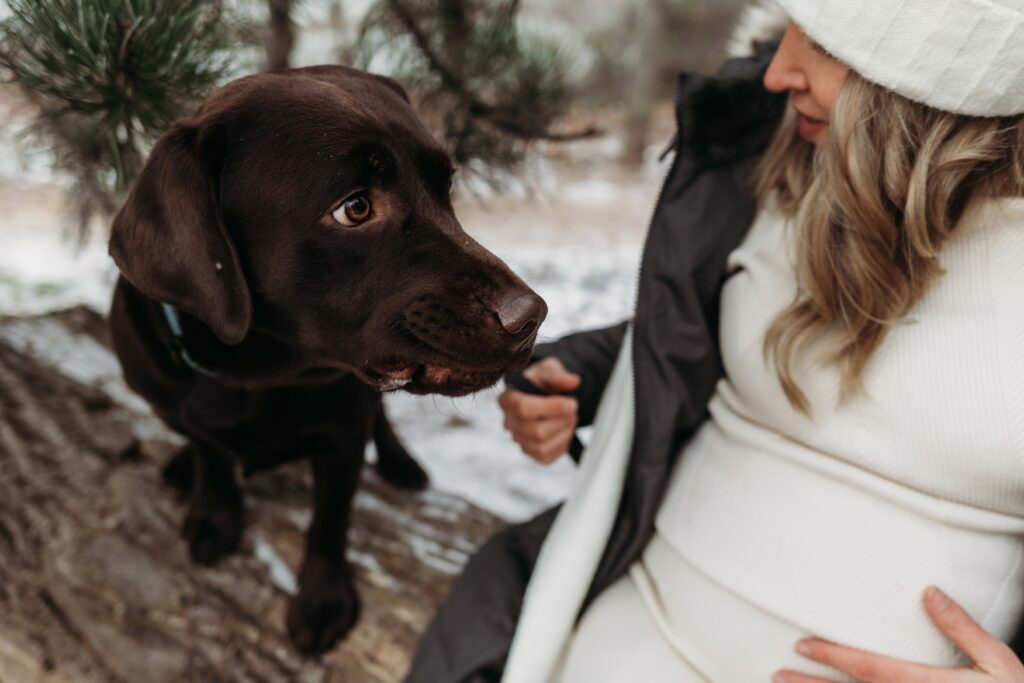 hund schnuppert an hand von frau bei einem babybauchshooting